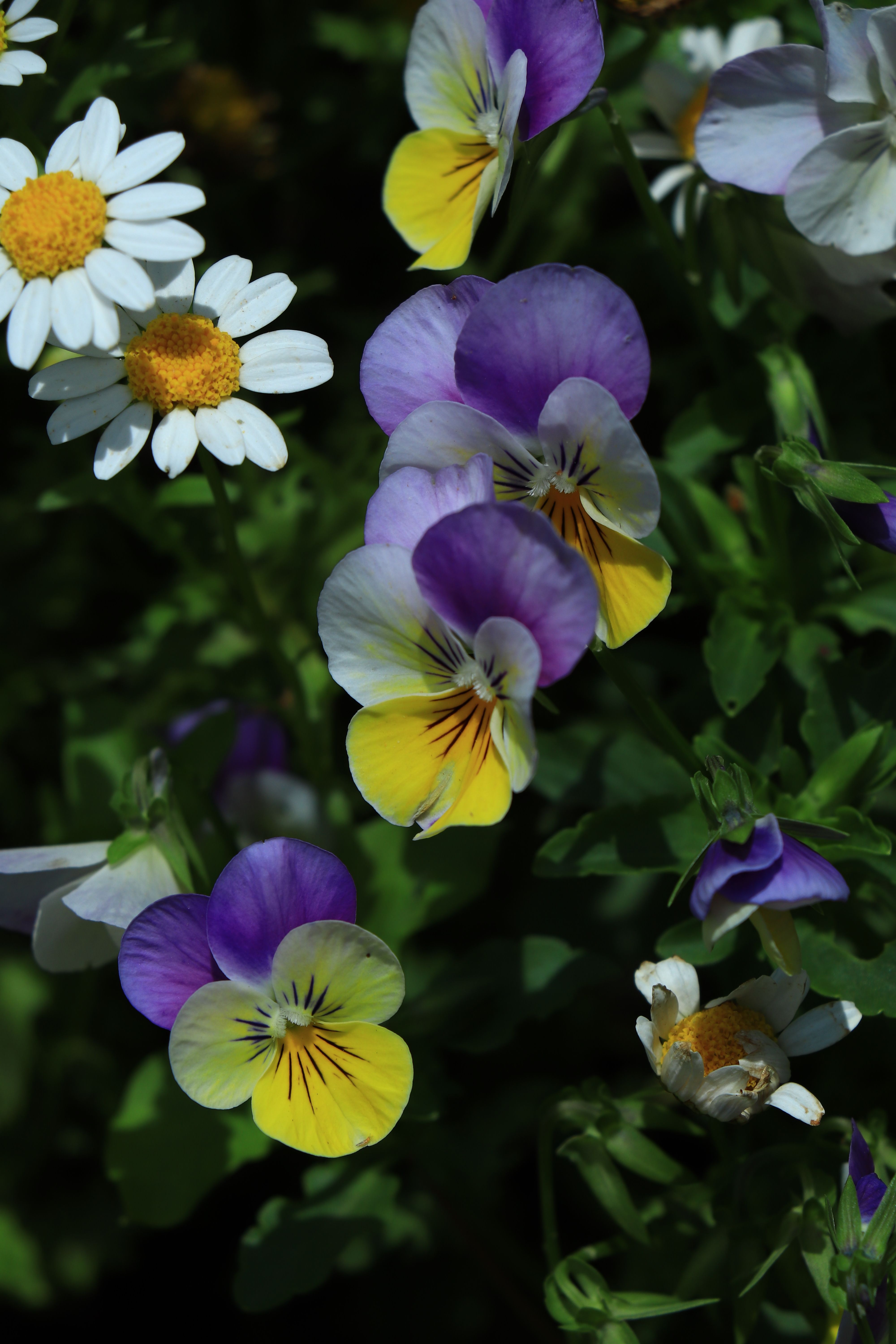 [ColoSach]-vibrant-pansies-and-daisies-in-a-lush-green-garden-setting.