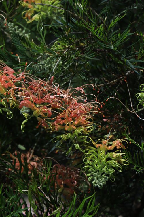 Free A vivid Grevillea shrub with intricate, colorful flowers showcasing nature's beauty. Stock Photo