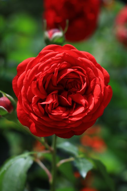 Free A vivid red rose blooming in a garden, showcasing its intricate petals and lush green leaves. Stock Photo