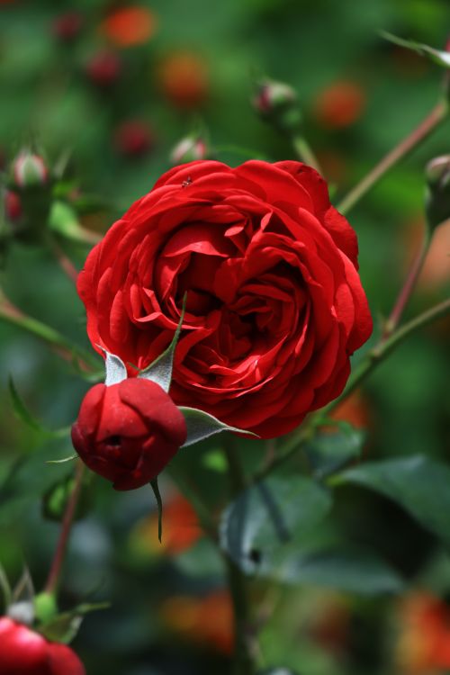 Free Detailed image of a red rose and bud with a blurred green background, capturing nature's beauty. Stock Photo