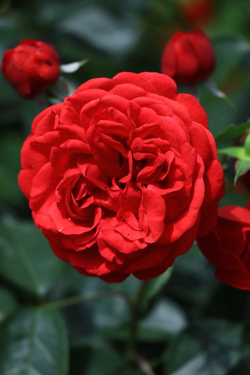Free Close-up of a vivid red rose blossom surrounded by lush green leaves. Stock Photo