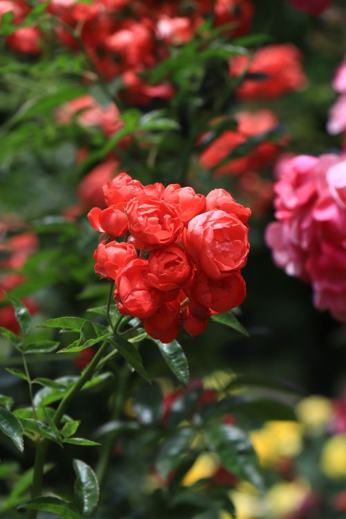 Free Close-up of radiant red roses blooming in an outdoor summer garden, surrounded by greenery. Stock Photo