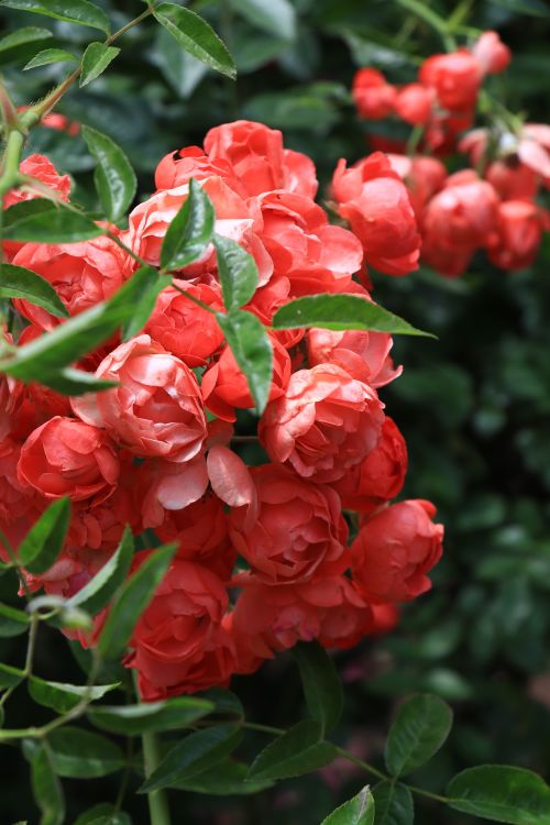 Free Cluster of vibrant red roses with green leaves in a lush garden setting. Stock Photo
