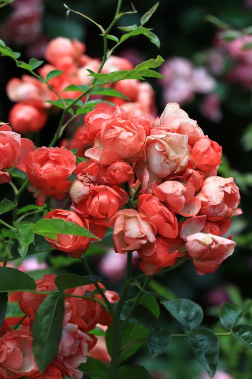 Free A cluster of vibrant red roses in full bloom, showcasing natural beauty in an outdoor garden setting. Stock Photo