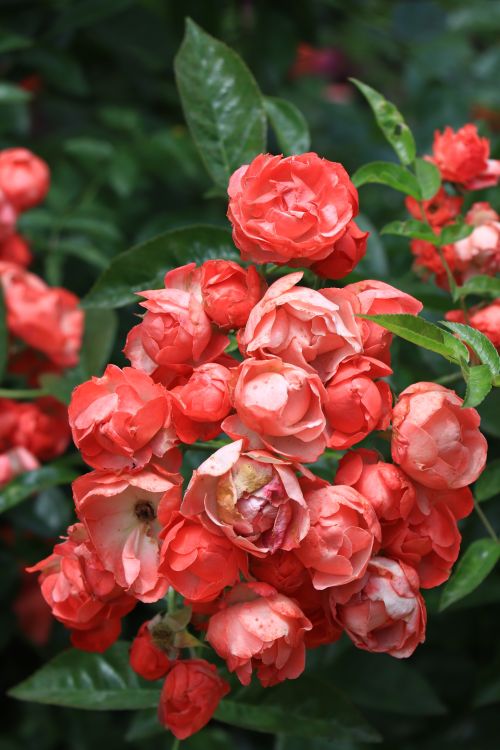 Free Close-up of vivid red roses surrounded by lush green leaves, showcasing natural beauty in a garden setting. Stock Photo