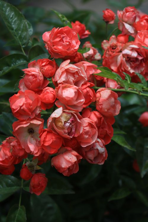 Free Close-up of vibrant red roses surrounded by lush green leaves, capturing nature's beauty. Stock Photo