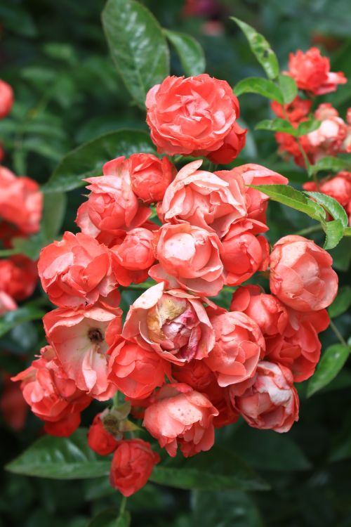 Free Close-up of vibrant coral roses blooming with lush green leaves, capturing nature’s beauty. Stock Photo