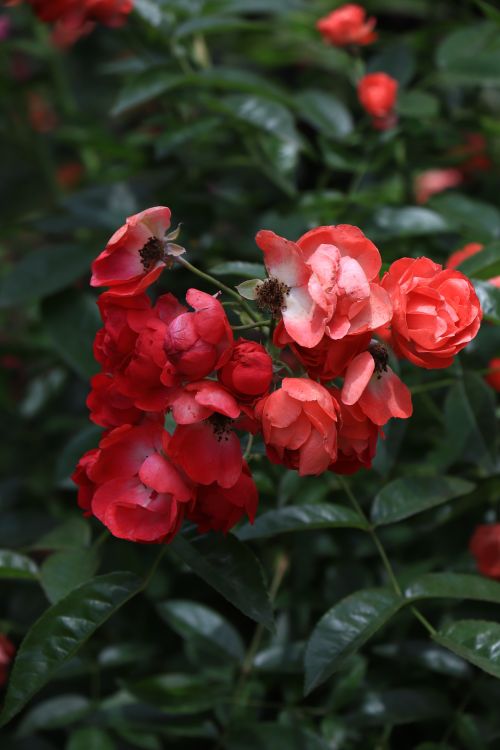 Free Close-up of vibrant red roses in bloom against lush green leaves, capturing nature's beauty. Stock Photo