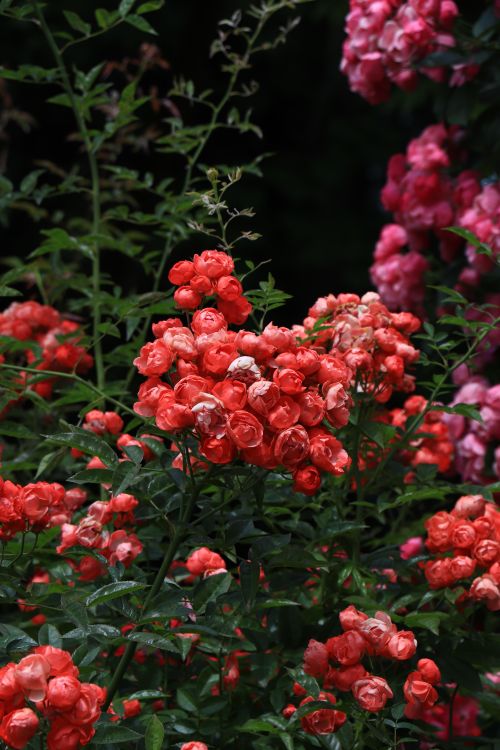 Free A lush garden scene featuring vibrant red and pink roses in full bloom against green foliage. Stock Photo