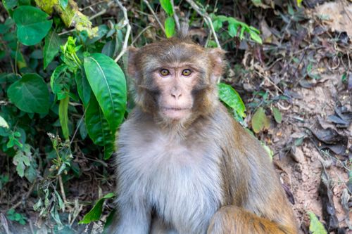 Free Close-up of a rhesus macaque sitting in a natural jungle environment. Stock Photo