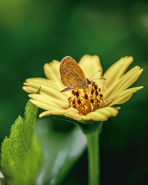 Free Detailed close-up of a butterfly perched on a vibrant yellow flower with lush green background. Stock Photo