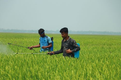 Free Two farmers spray pesticides in a green field, enhancing crop health. Stock Photo