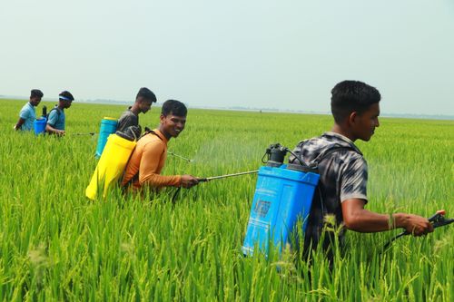 Free Young men applying pesticides in a lush green rice field on a sunny day. Stock Photo