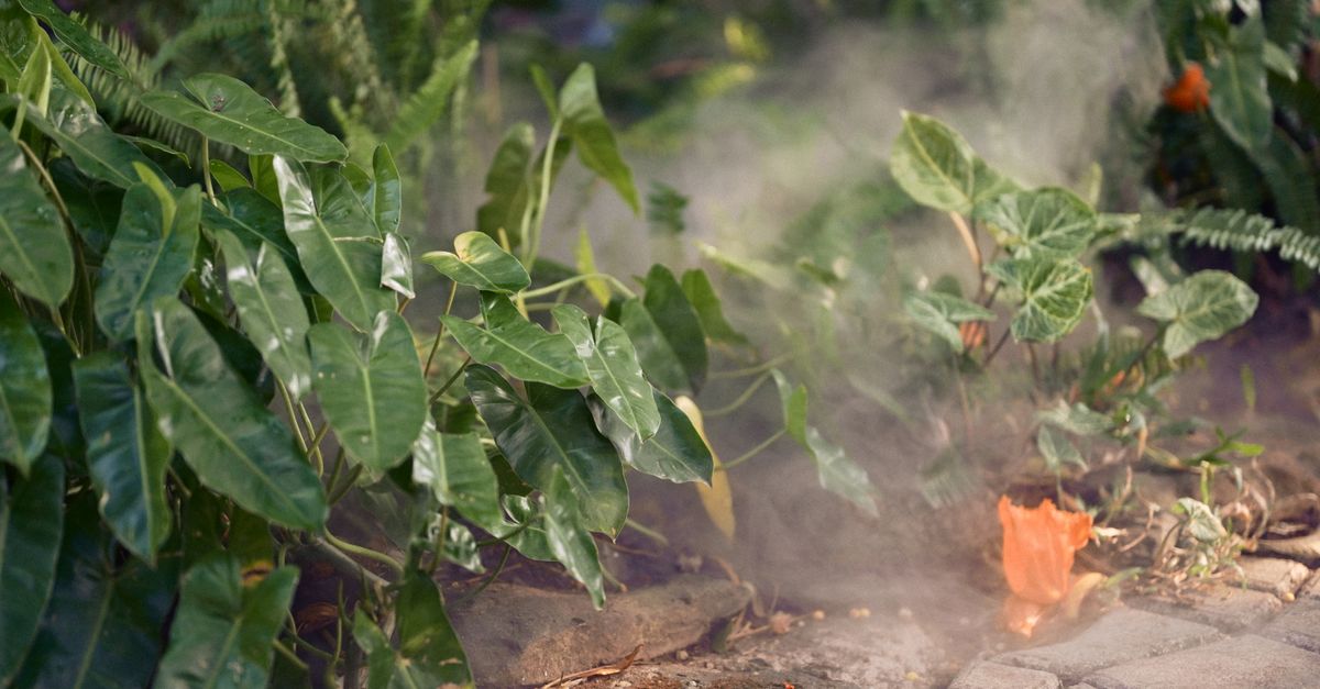 Comparaison: Jardinage Aéroponique vs Hydroponique
