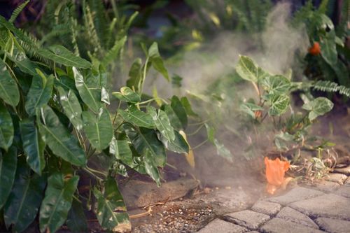 Free A serene garden scene with lush greenery and light mist creating a tranquil atmosphere. Stock Photo