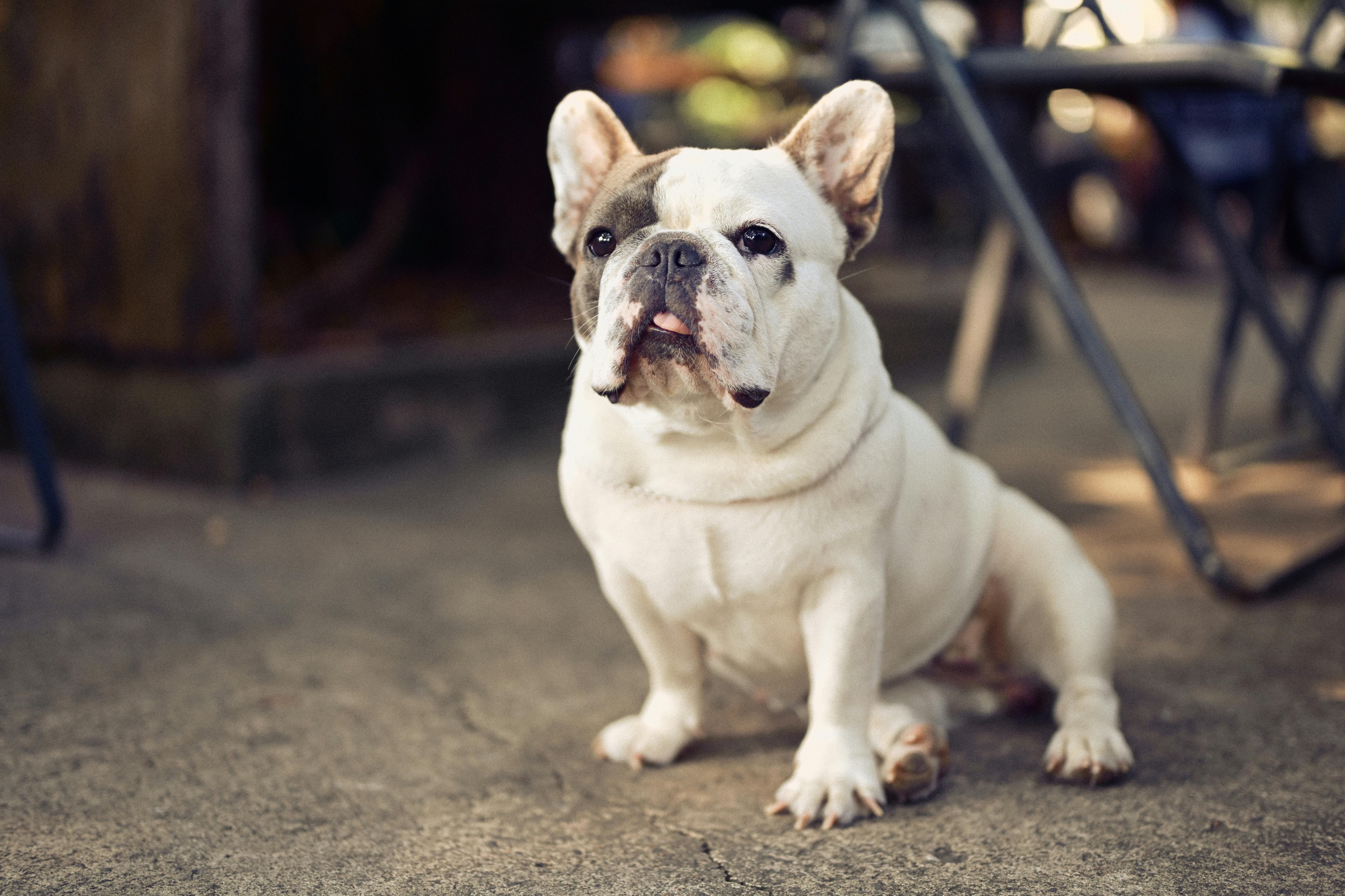 pet insurance pet wellness — Photo by 🇻🇳🇻🇳 Việt Anh Nguyễn 🇻🇳🇻🇳 on Pexels