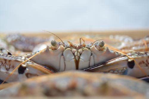 Free stock photo of bahraincrab, betta fish, blue swimming crabs