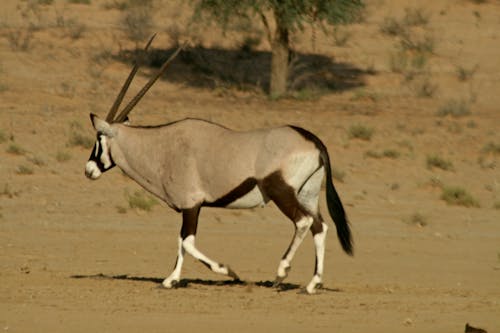 Free stock photo of animal, buck, desert