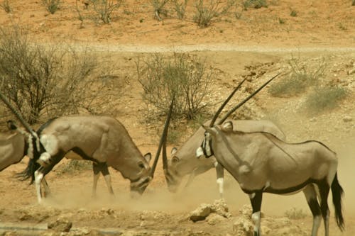 Free stock photo of animals, buck horns, desert
