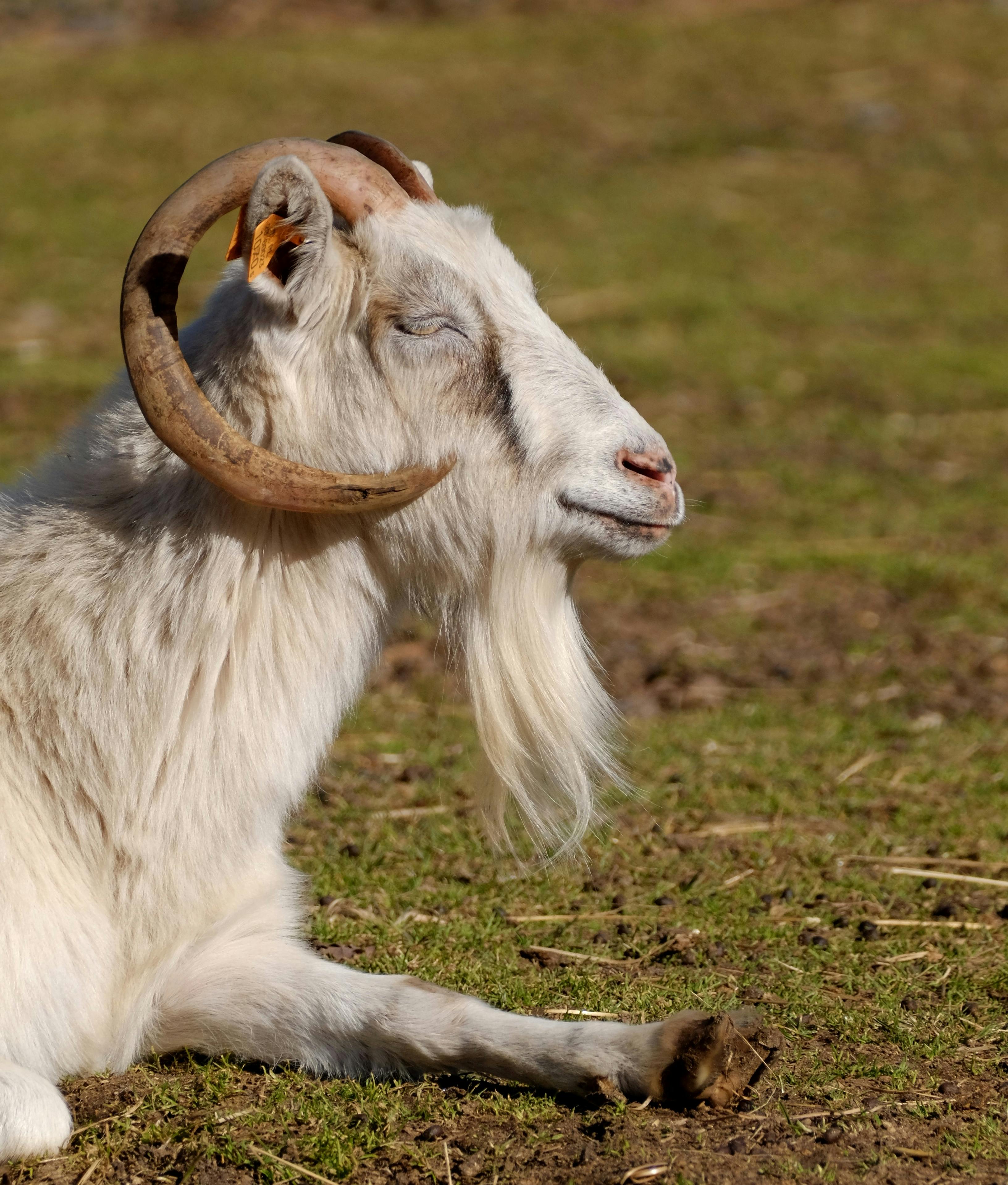 A white goat with curved horns relaxing in a sunny pasture, enjoying a peaceful day.