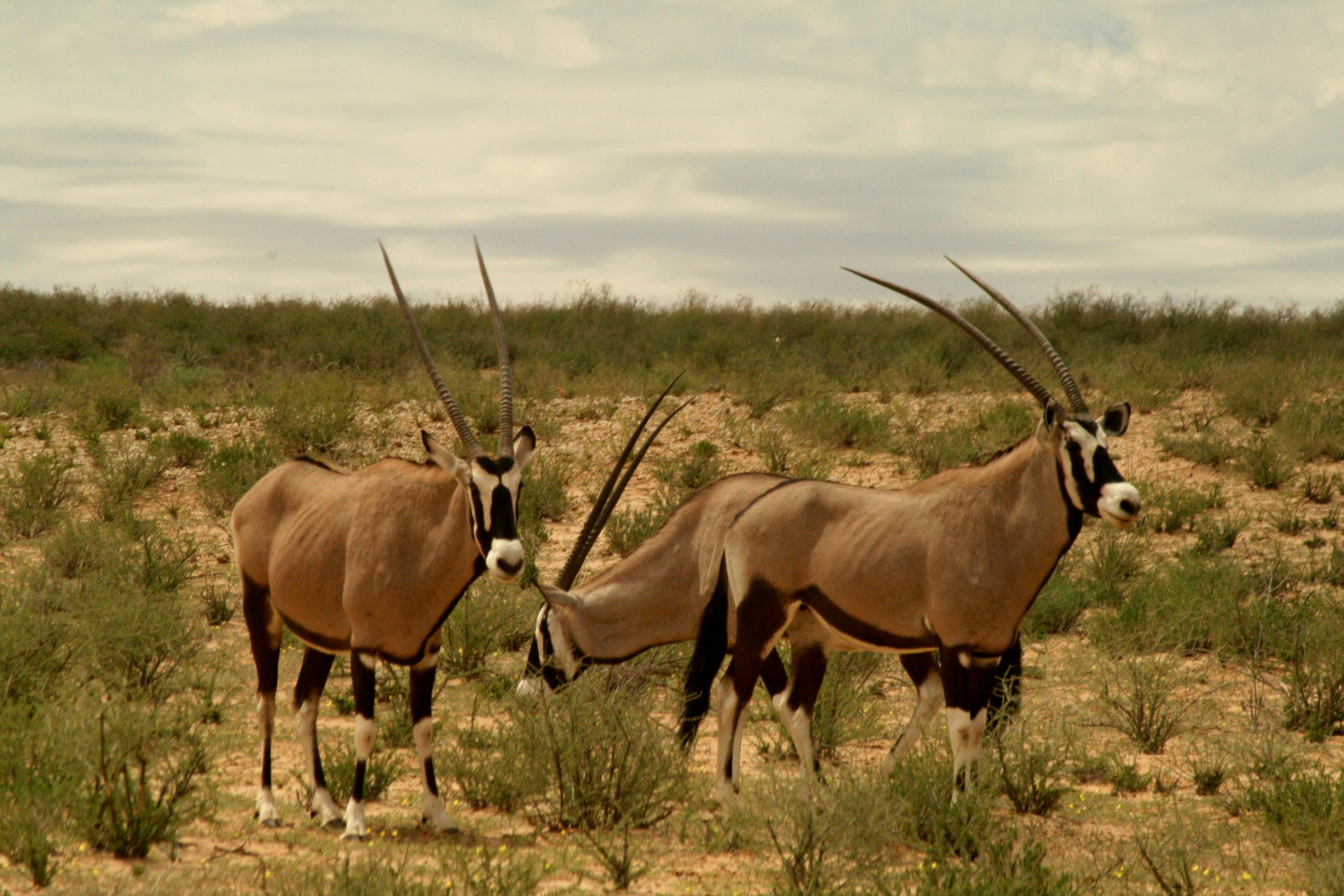 Пустынный олень. Cervus canadensis. Дикий северный олень в тундре. Олень в пустыне. Косуля.