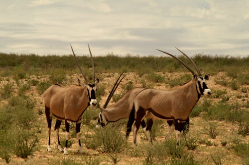 Free stock photo of animals, buck, desert