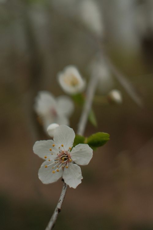 Free Delicate white flower in bloom on a tree branch, showcasing spring's beauty close-up. Stock Photo