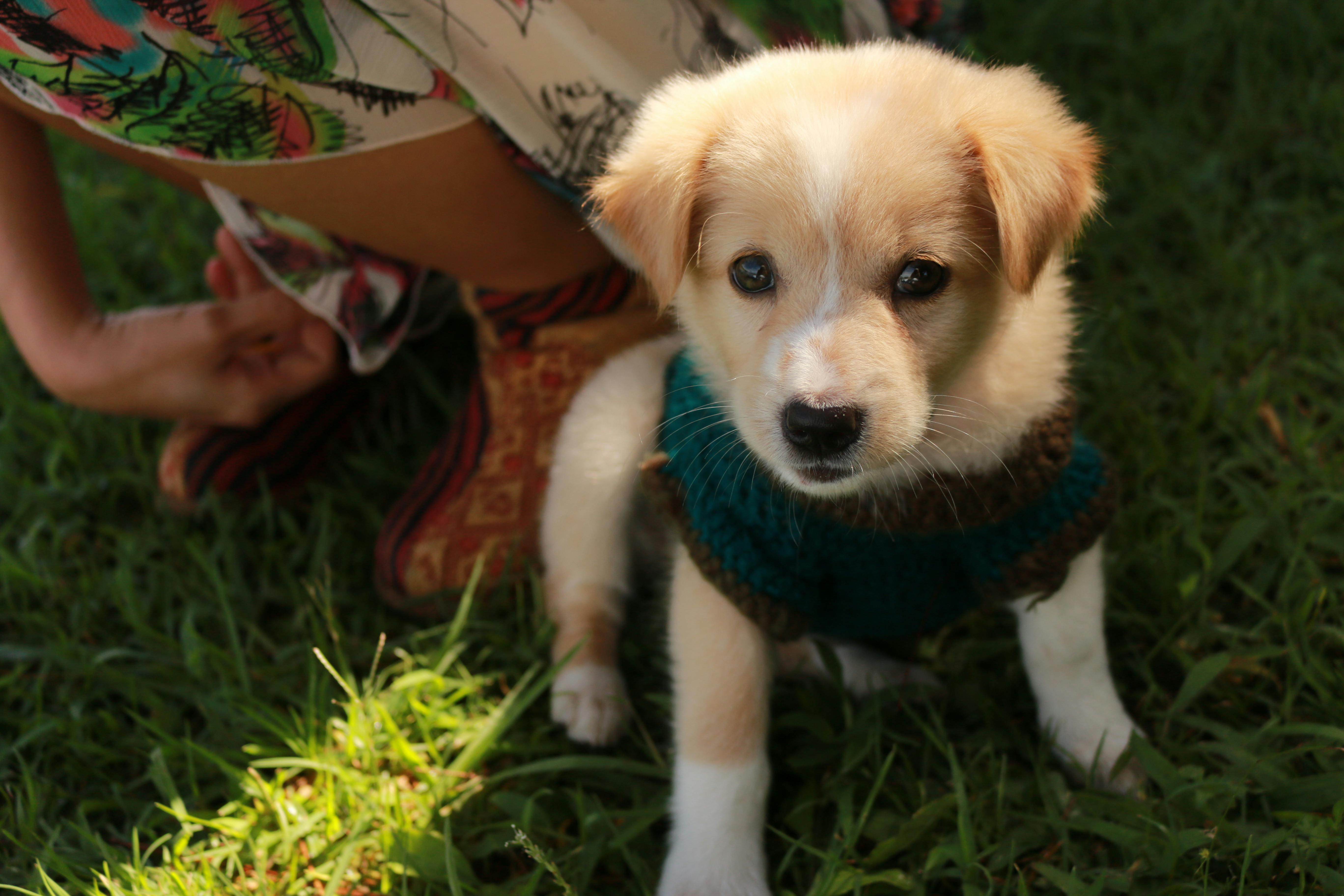 How to Choose Your First Dog: Breeds That Forgive Rookie Mistakes