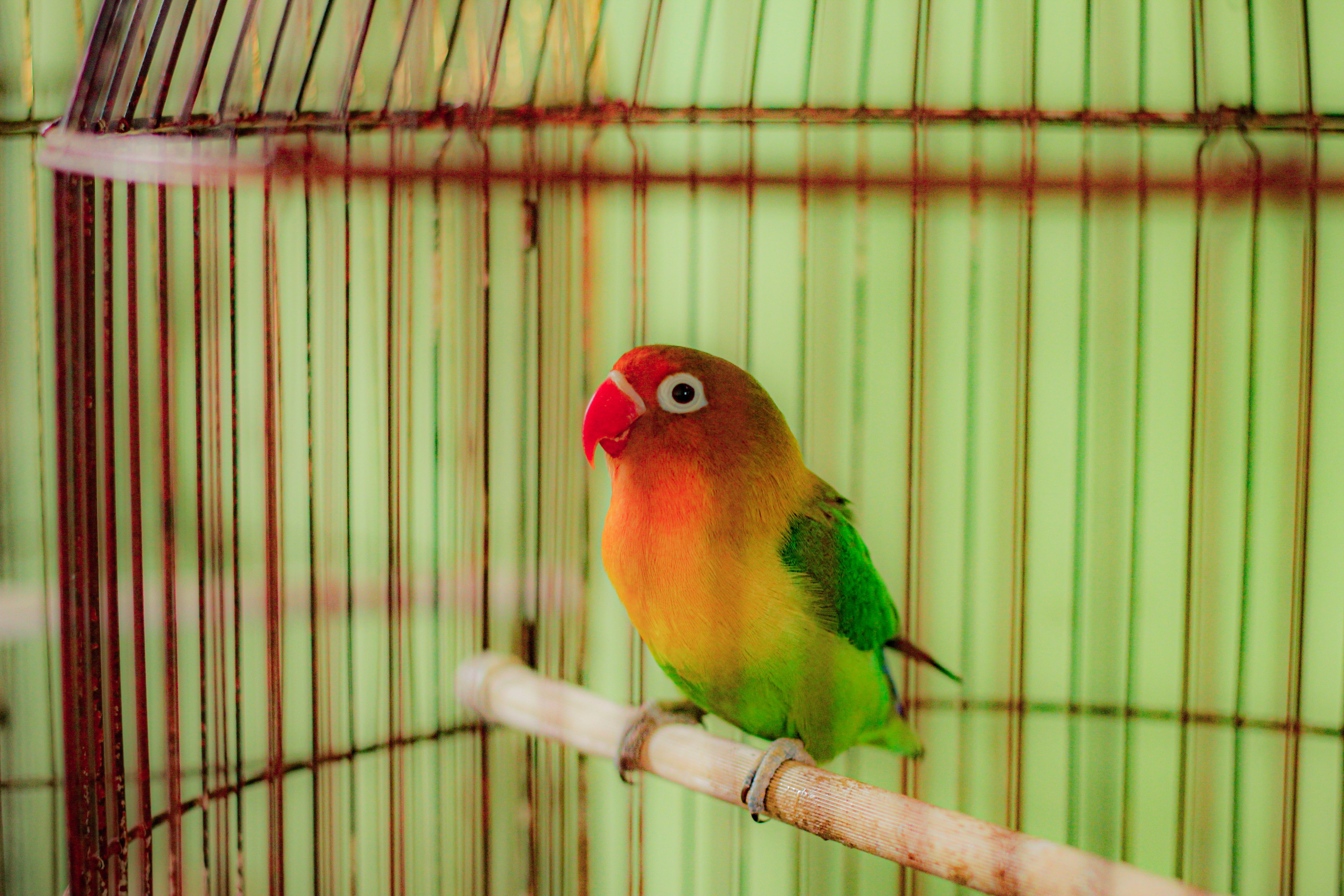 Vibrant lovebird sitting in a vintage cage. Perfect for pet and bird themes.