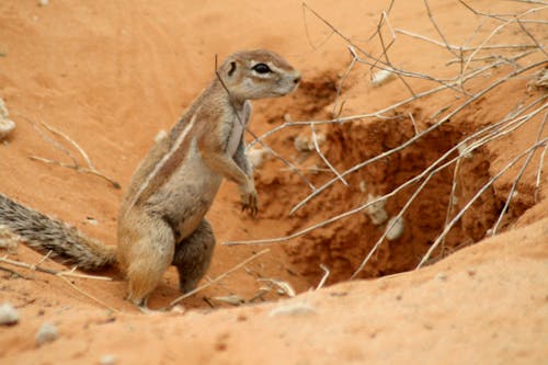 Free stock photo of animal, desert, live