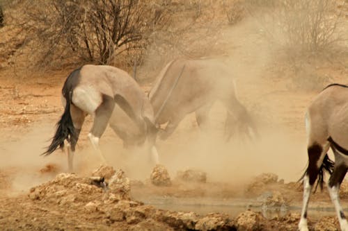 Free stock photo of animals, buck, desert