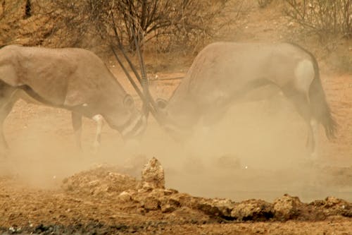 Foto stok gratis binatang buas, gurun pasir, pasir