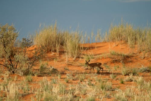 Foto stok gratis binatang, binatang liar, gurun pasir