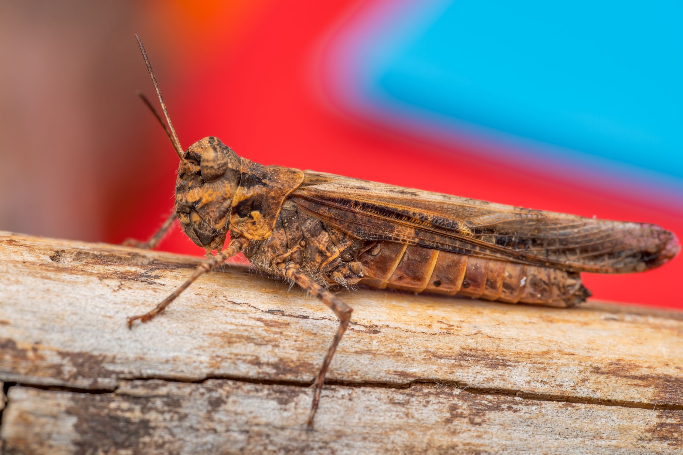 Detailed Macro Shot of a Grasshopper on Wood · Free Stock Photo