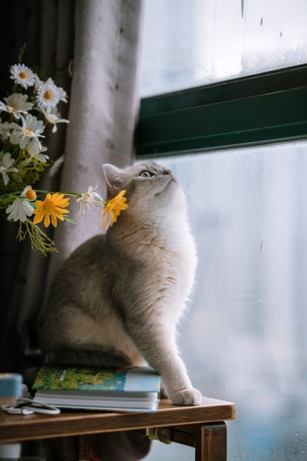 A cute cat sitting on a table by a window, surrounded by daisies and books, emitting a cozy indoor vibe.