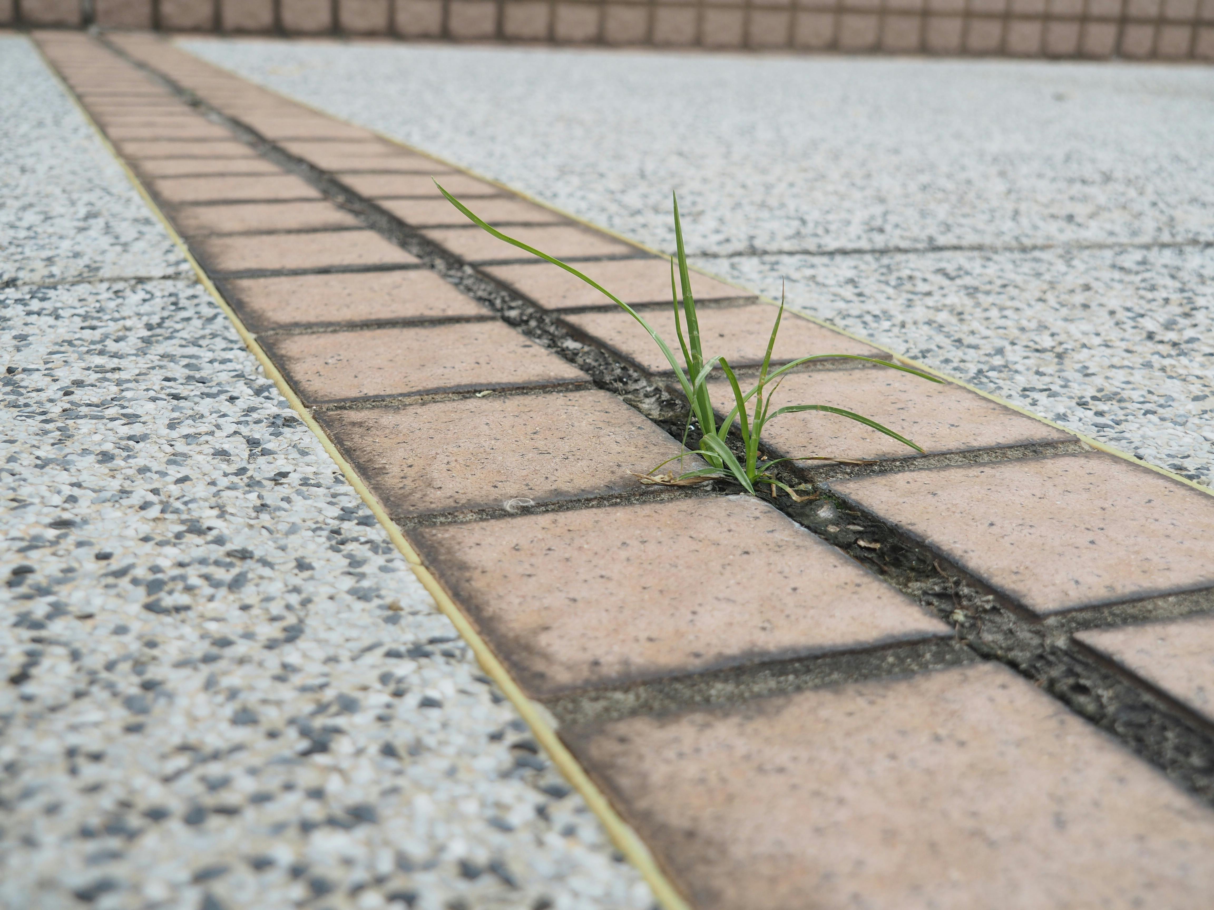 Resilient grass sprouts between brick pavement in a vibrant Hong Kong street scene.