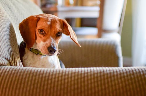 Foto d'estoc gratuïta de Beagle, gos, mascotes