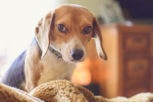 Foto d'estoc gratuïta de Beagle, gos, mascotes