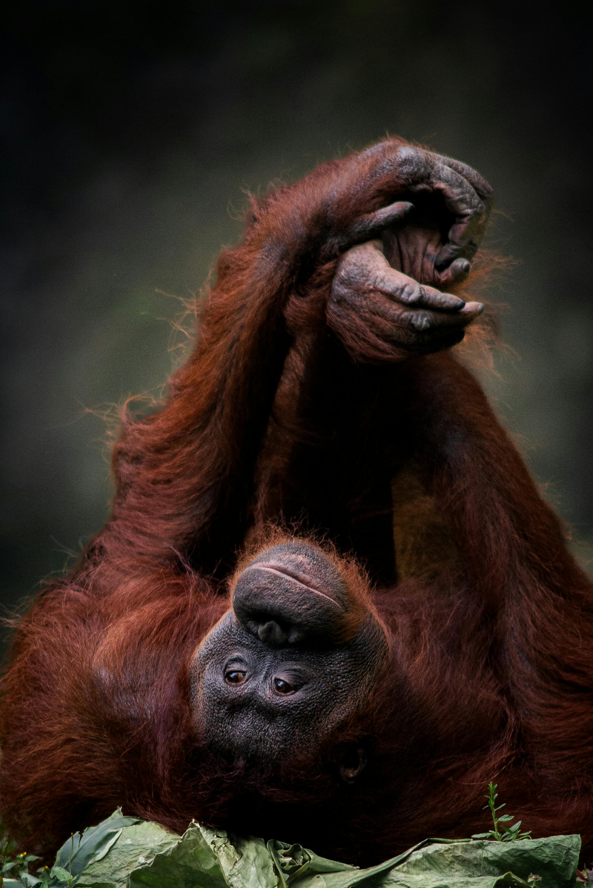 Serene orangutan lying with arms folded at Malang sanctuary, Indonesia.