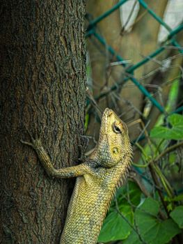 chameleon photo