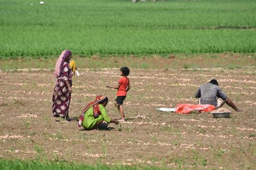 Free A rural family in Rangpur, Bangladesh, working in a lush agricultural field on a sunny day. Stock Photo