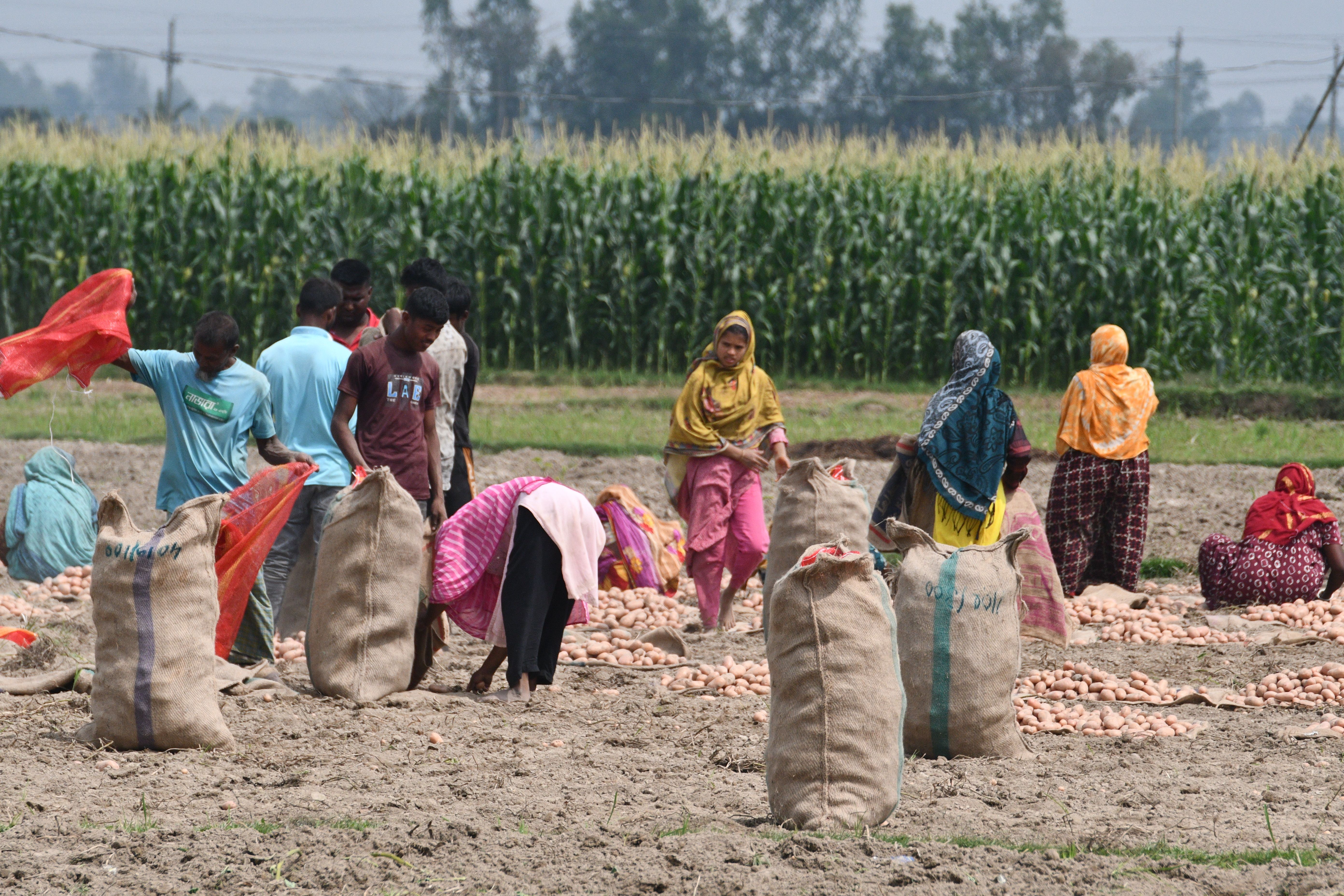 Farmers harvesting potatoes in a rural field in Rangpur, Bangladesh.