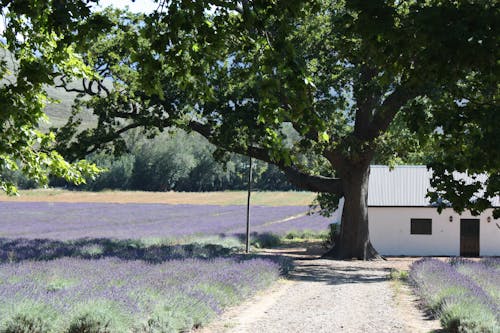 Foto stok gratis bangsa, bidang, bidang lavender
