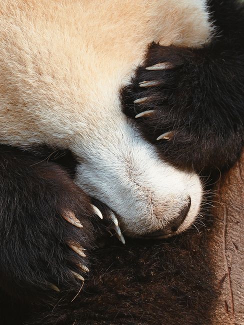 A serene close-up of a giant panda sleeping with its paws covering its face, captured in Chengdu, China.