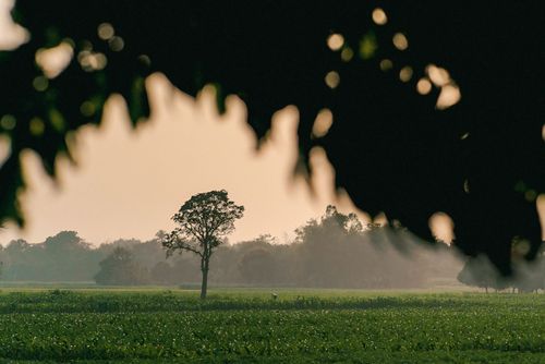 Free A tranquil landscape with a solitary tree at sunset, surrounded by lush fields. Stock Photo