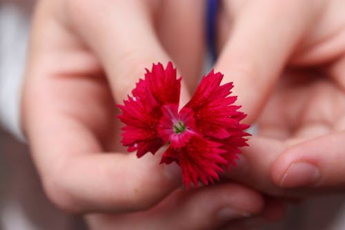 Imagine de stoc gratuită din alegere, floare, floare roșie