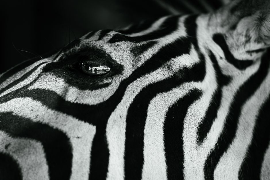 Black and white close-up of a zebra's eye, highlighting its distinctive striped pattern.