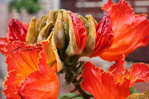 Imagine de stoc gratuită din floare, floare portocalie, înflorire
