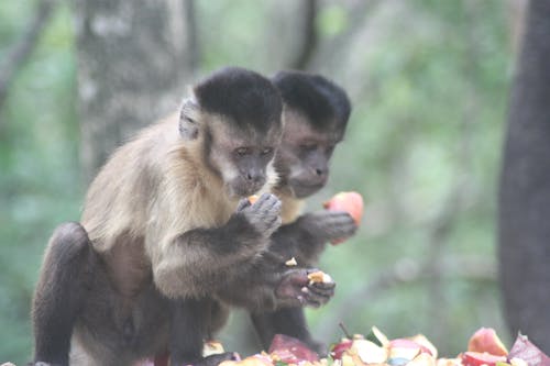 Imagine de stoc gratuită din animal, apple, apuca