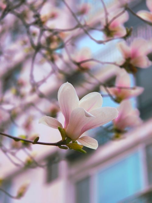 Free Delicate magnolia flowers bloom in Seoul's vibrant spring season, enhancing urban beauty. Stock Photo